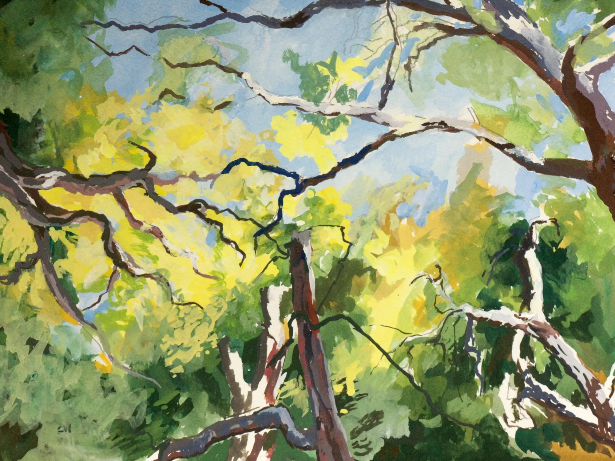 Gouache painting looking up through cork oak branches to the sky