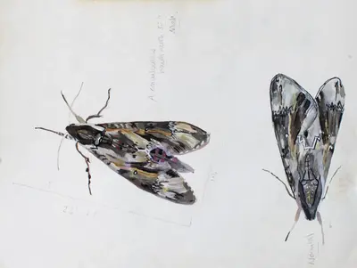 Gouache study of a convolvulus hawk moth