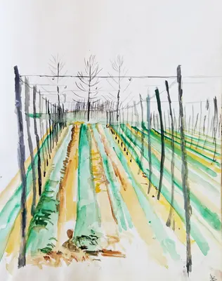 Gouache painting of winter hopfields in Sussex